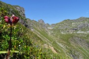 29 Genziana porporina (Gentiana Lutea) sul sent. 109 per i Laghetti di Ponteranica
